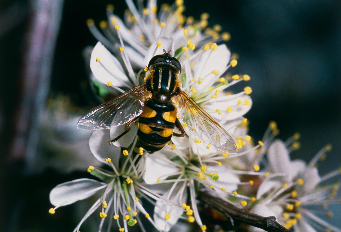 Hover fly pollinating American plum