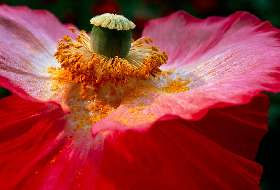 Pollinated poppy