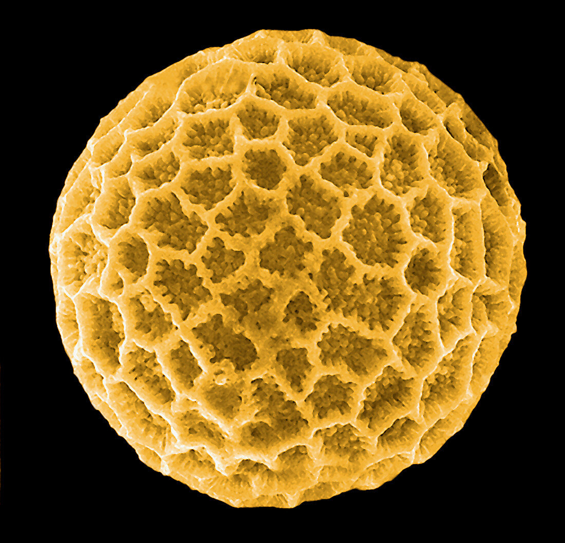 Pollen grain,ESEM