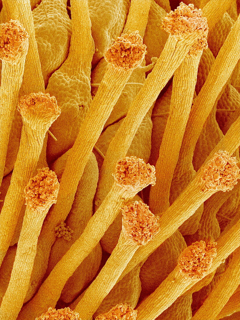 Pistil of a cinquefoil flower,SEM