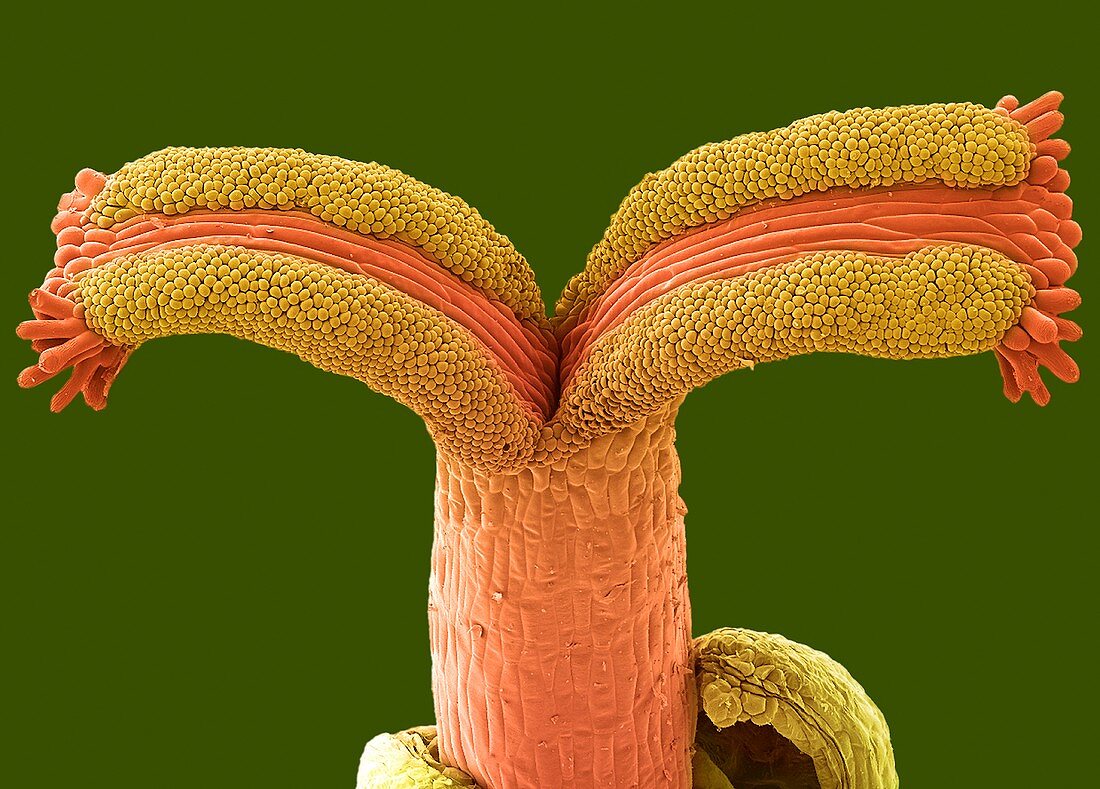 Chrysanthemum pistil,SEM