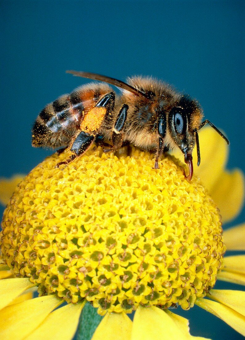 Honey bee on ox-eye chamomile