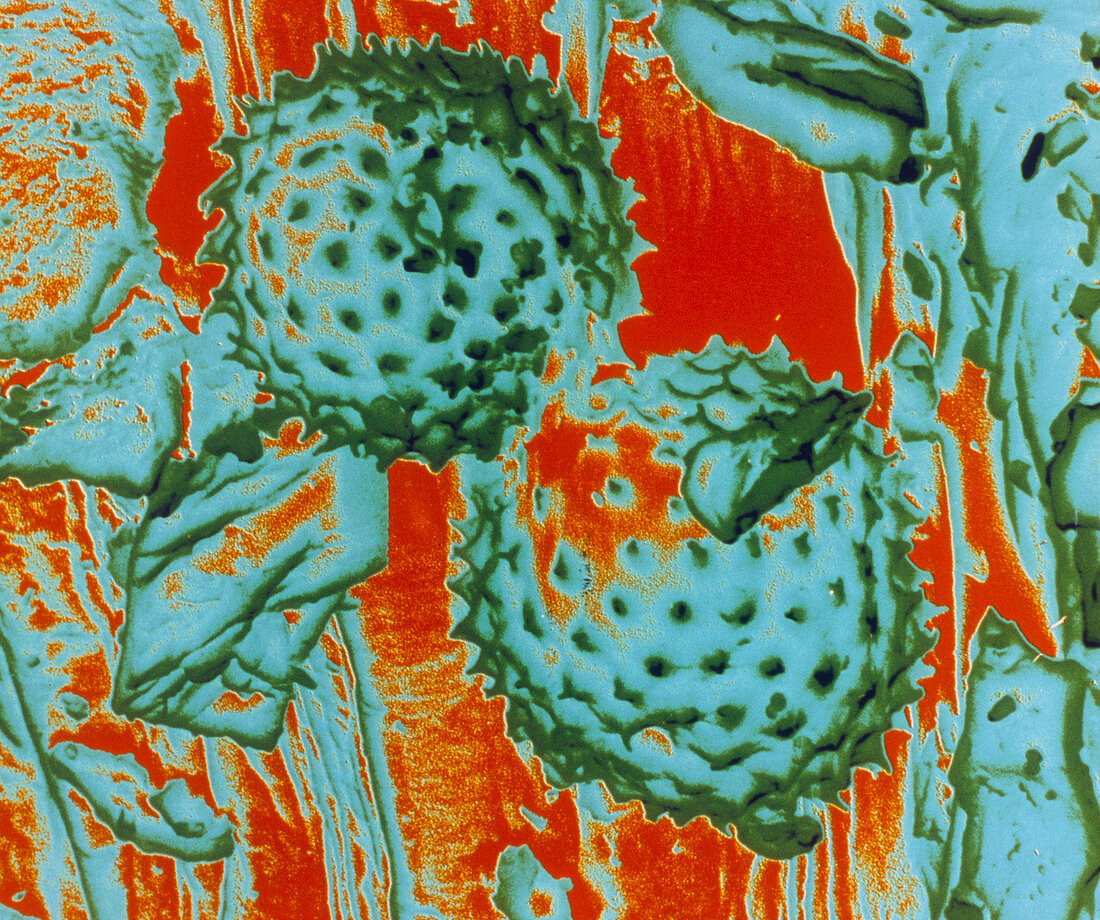 Pollen grains of the ragweed