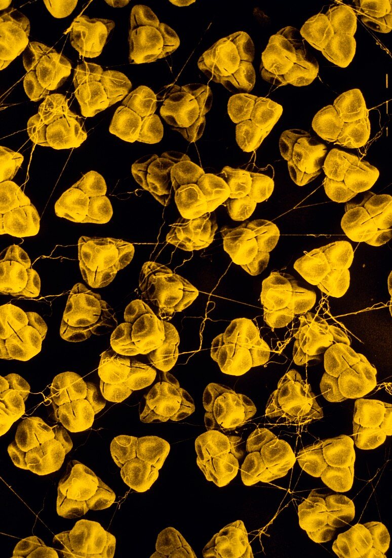 Pollen of Rhododendron flower