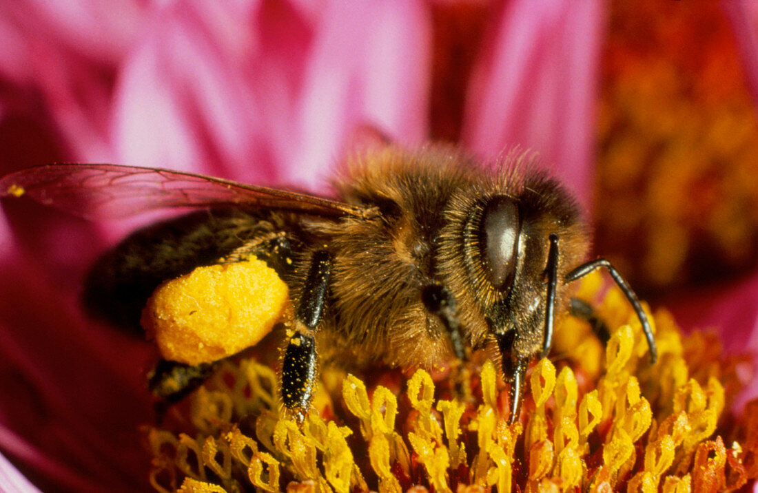 Apis Mellifera,a domestic honeybee