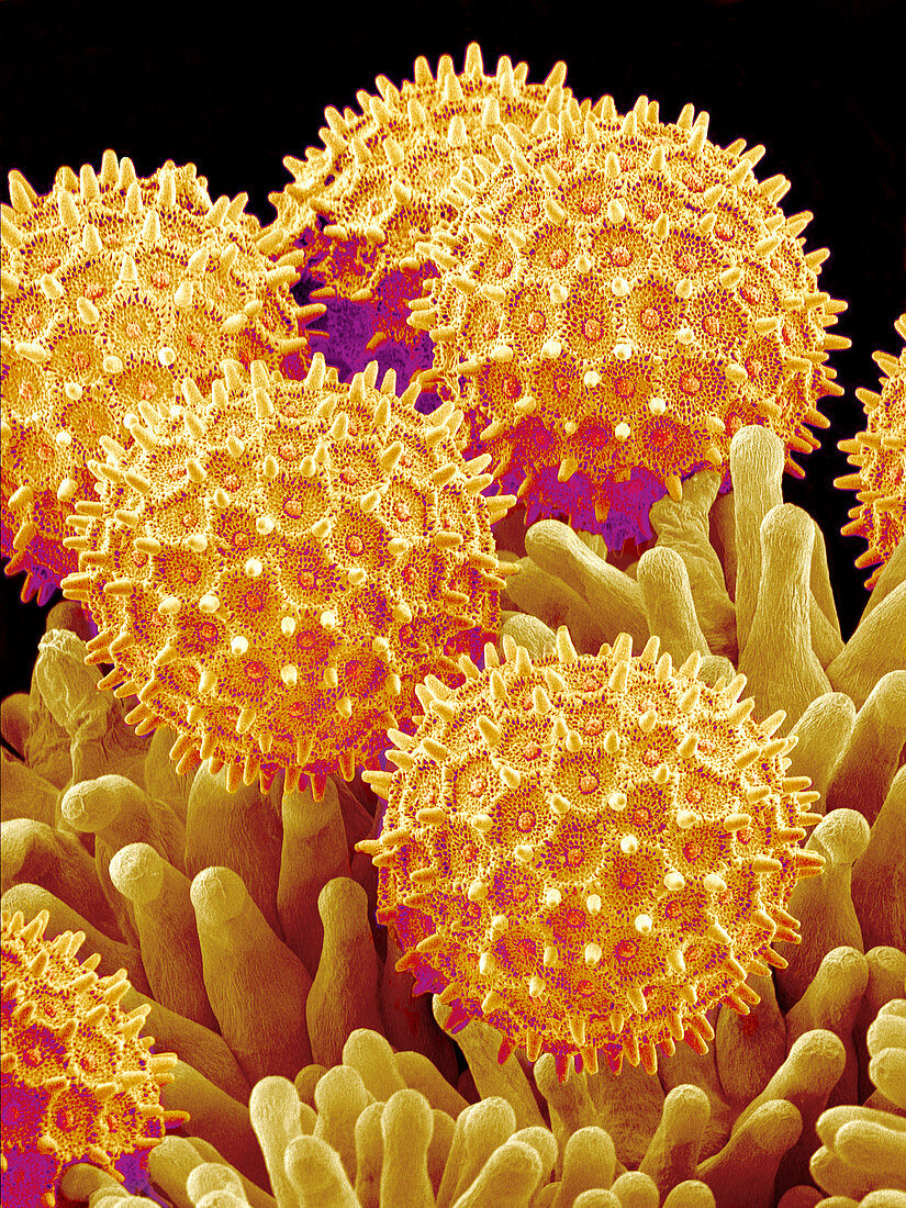 Morning glory pollen grains,SEM