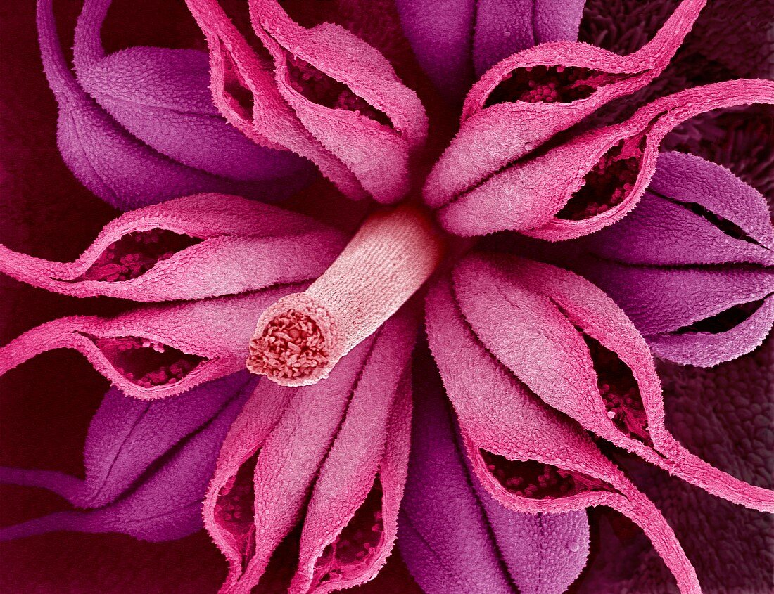 Enkianthus flower,SEM