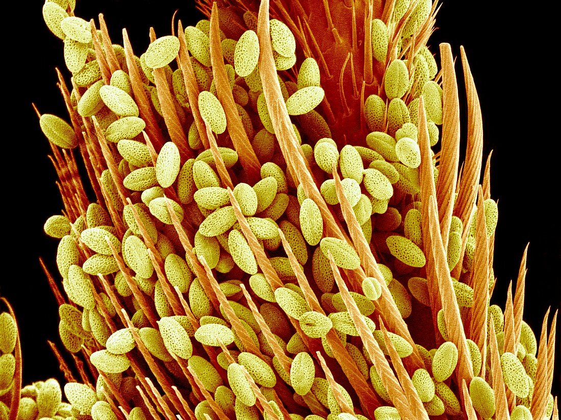 Pollen on a bee leg,SEM