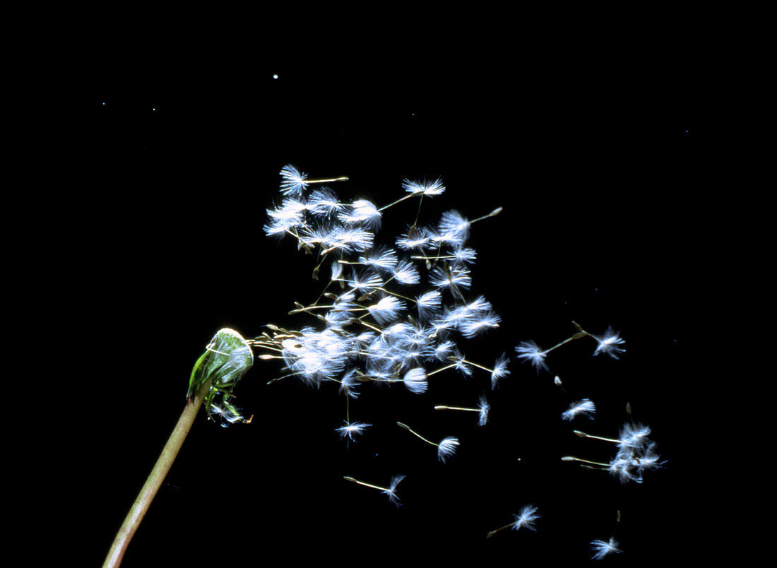 Dispersal of seeds of dandelion by wind