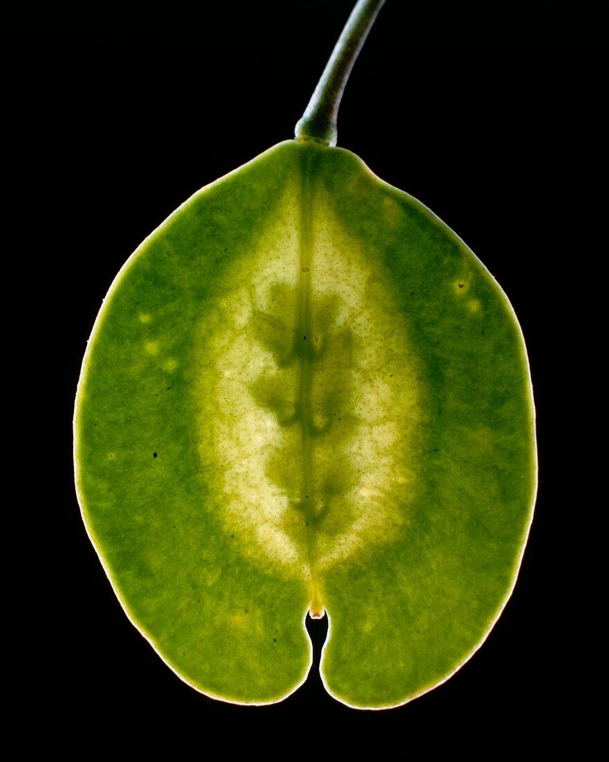 Seedpod of field penny cress