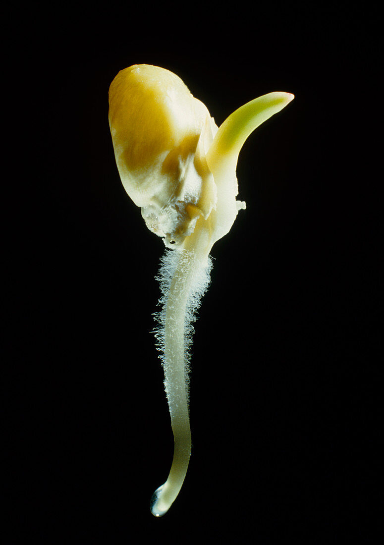 Germination of a maize seed,Zea mays