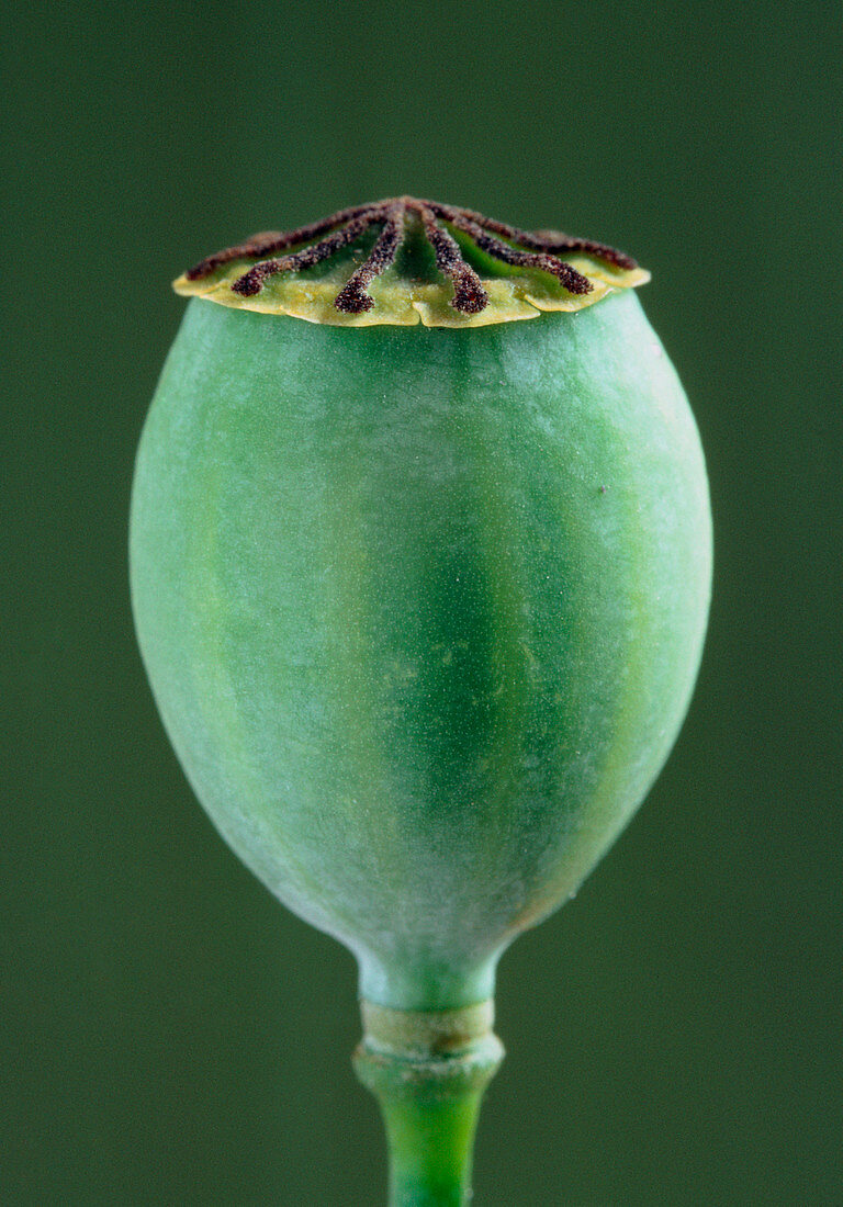 Unripe seed capsule of the field poppy
