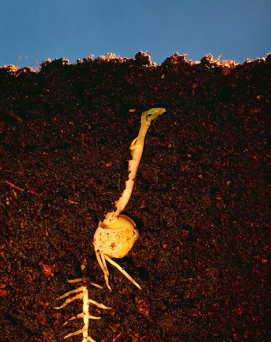 Germination of pea plant
