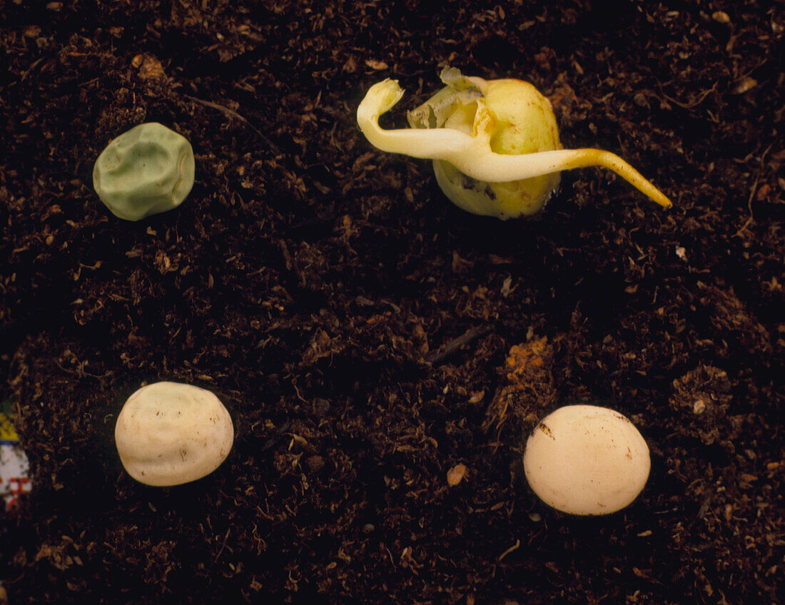 4 stages of germination of a pea plant