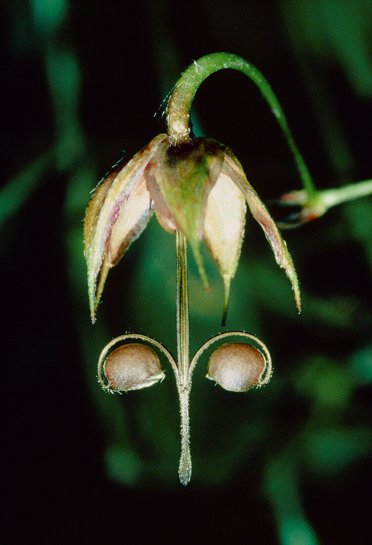 Seed head of a crane's-bill plant