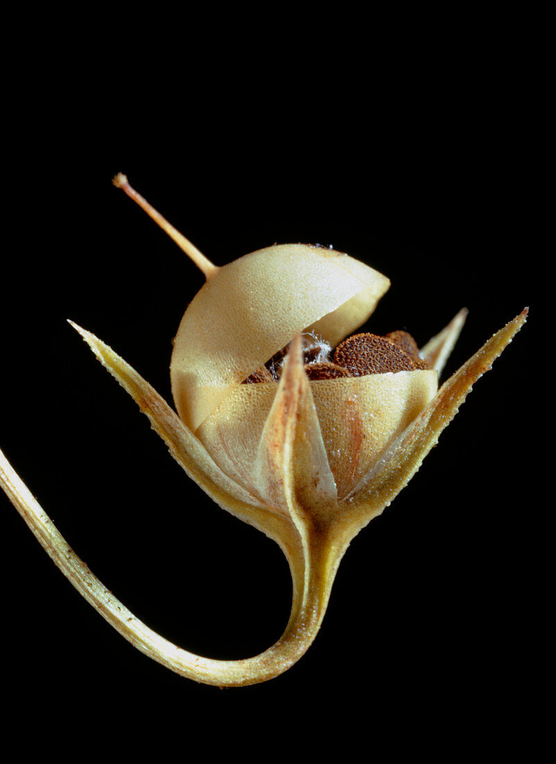 Seed capsule of scarlet pimpernel plant