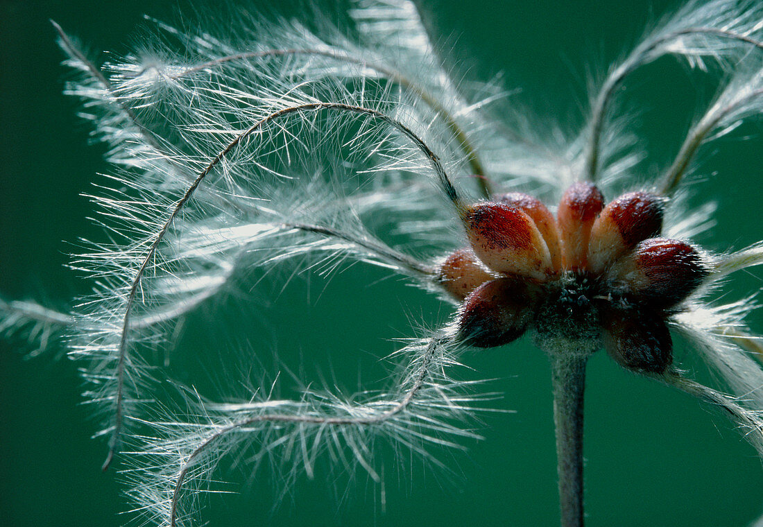 Close-up of a Clematis seed head