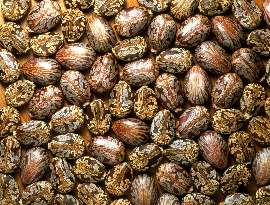 Seeds of the castor oil plant