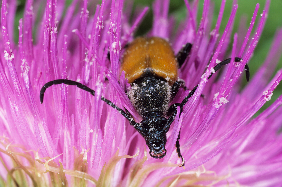 Beetle pollination