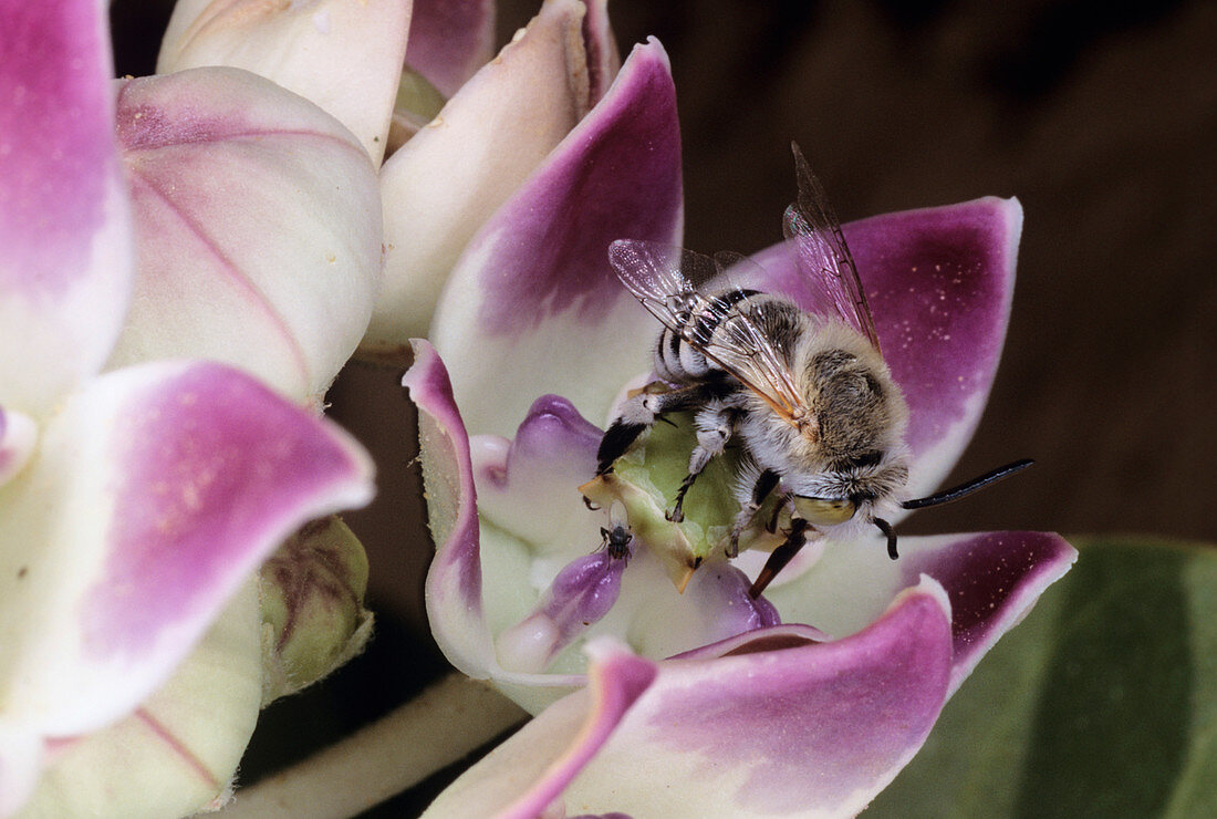 Blue banded bee pollinating asclepiad