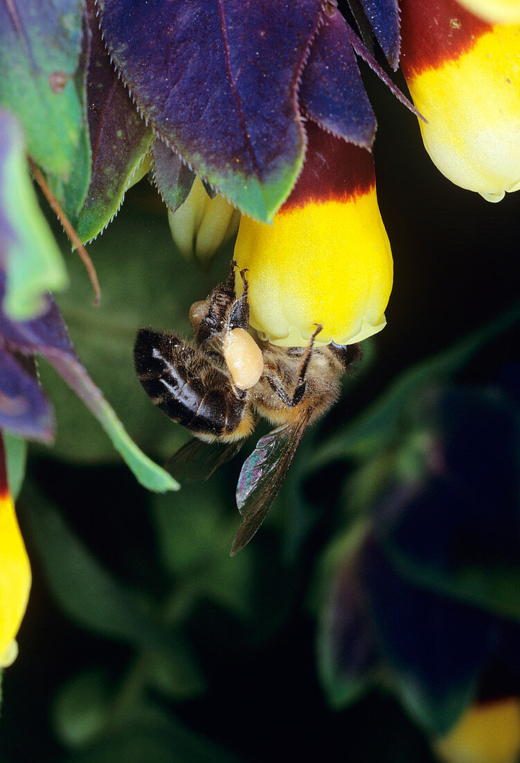 Honey bee pollinating honey wort