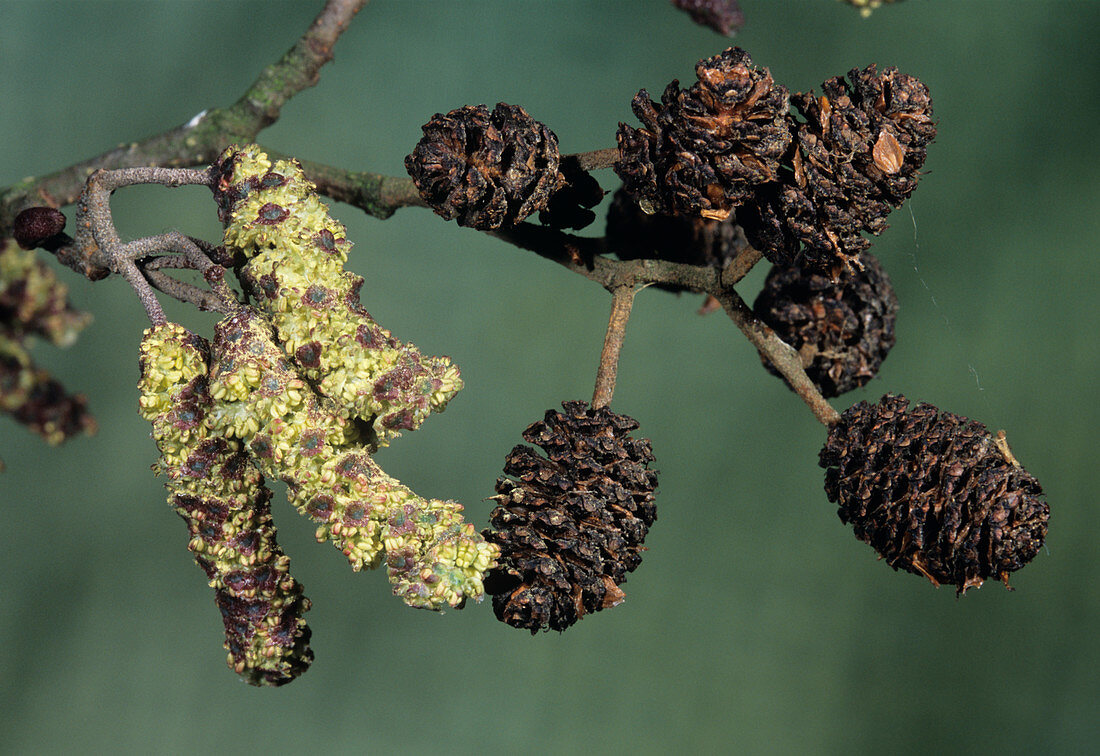 Alder catkins and cones (Alnus glutinosa)