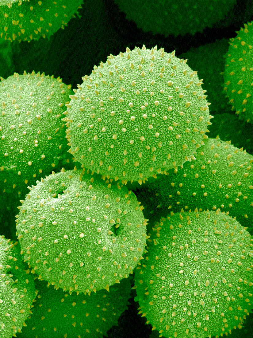 Ladybell flower pollen,SEM