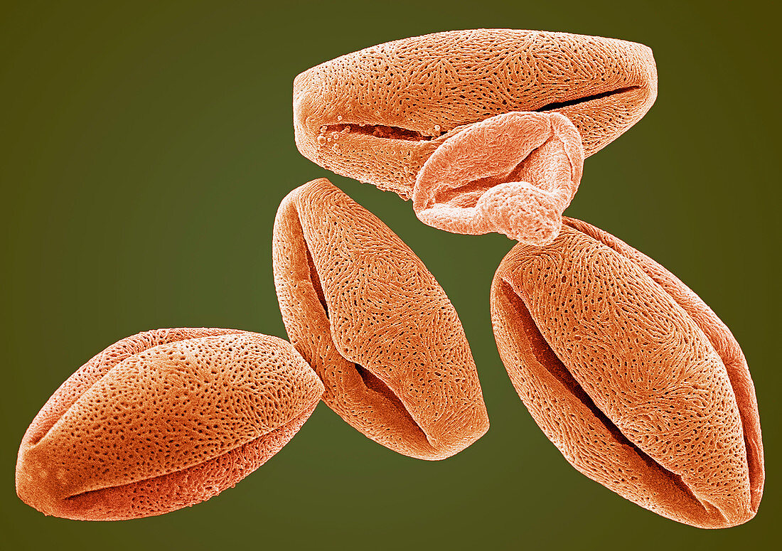 Pollen grains,SEM