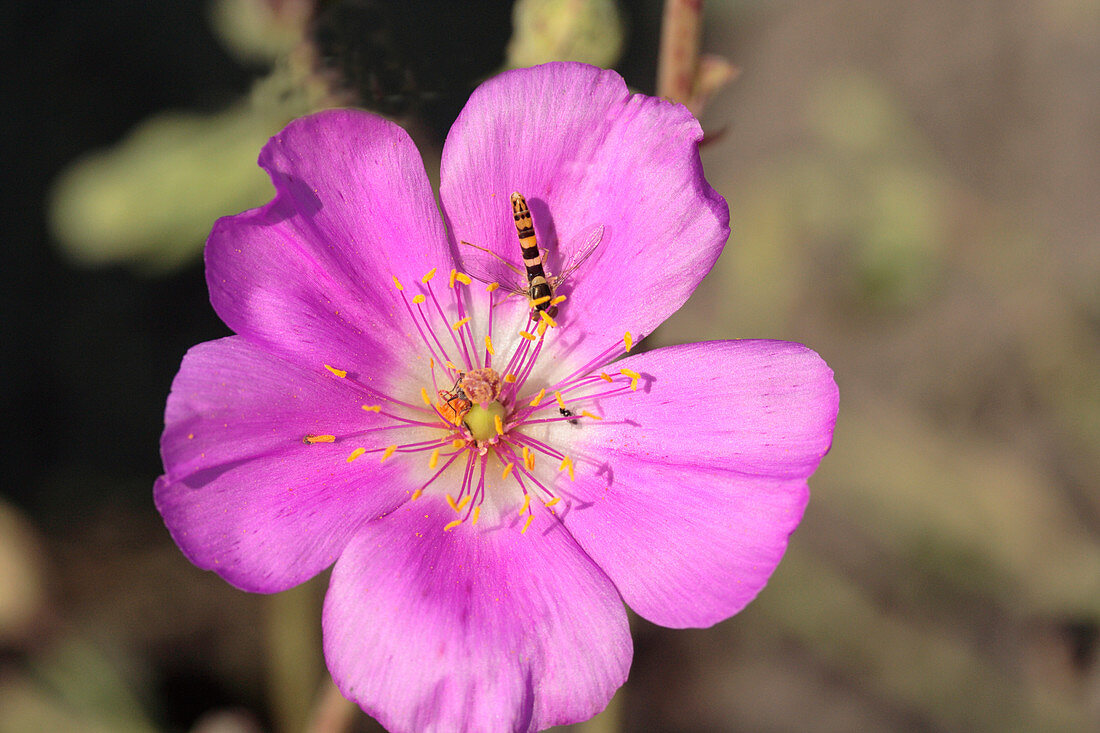 Flying insects on a cistanthe flower