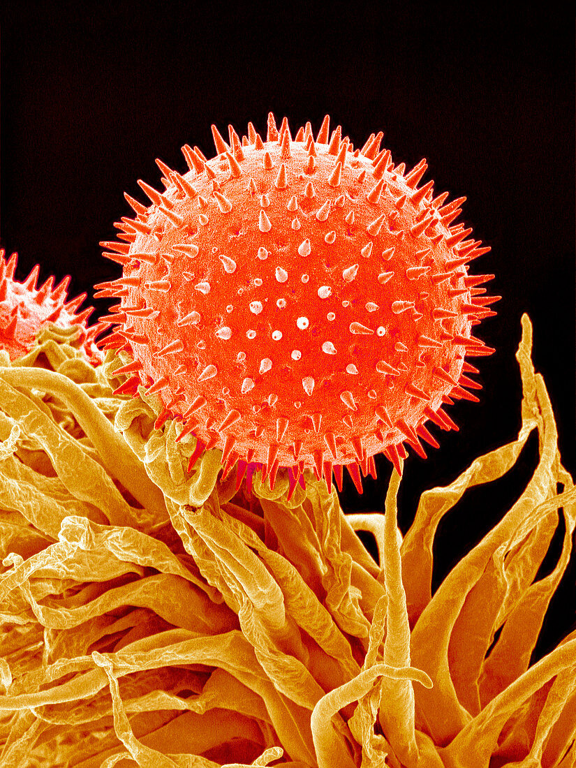 Mallow pollen,SEM
