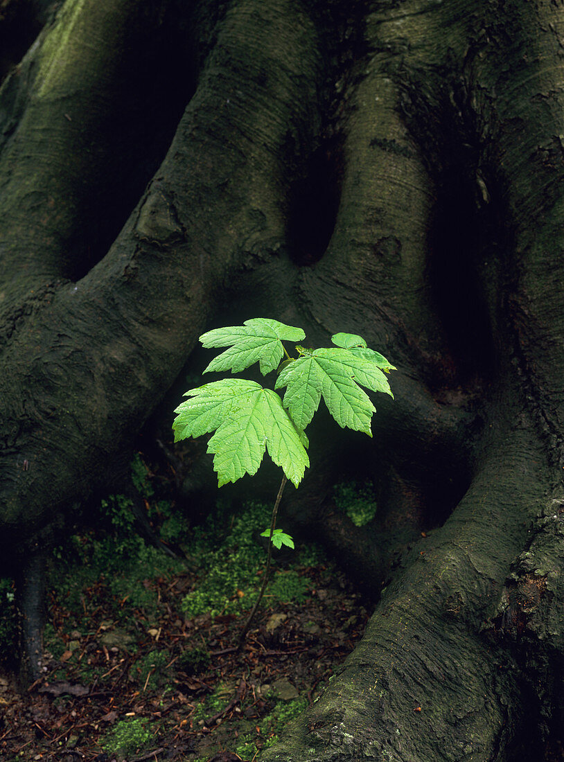 Sycamore seedling