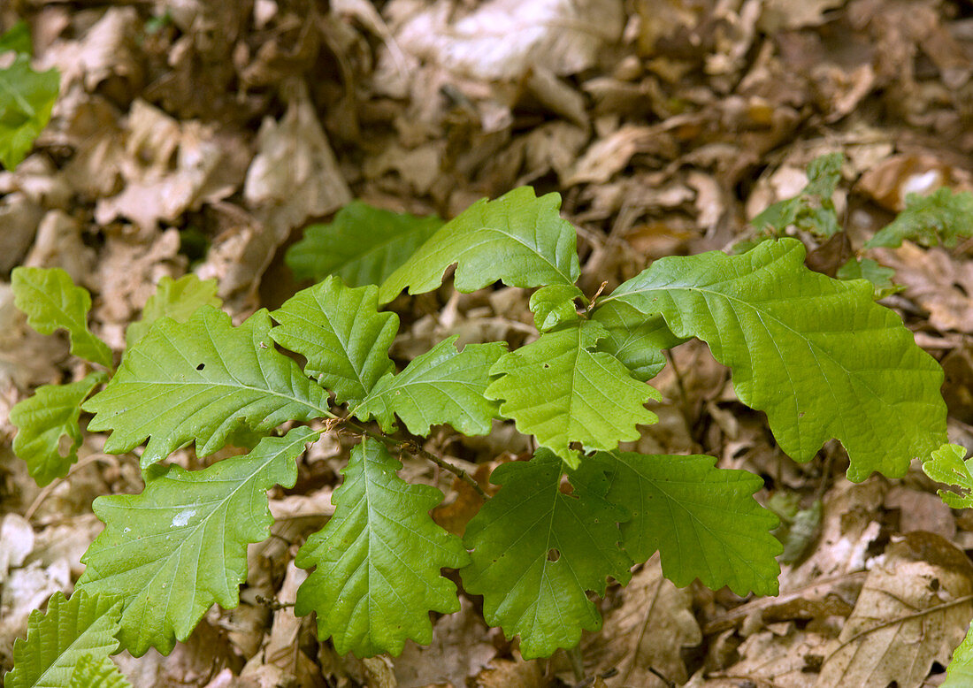 Sessile oak saplings (Quercus petraea)