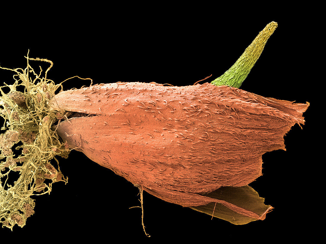 Germinating grass seed,SEM