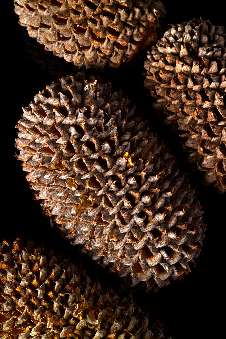 Seed cones,Allocasuarina sp