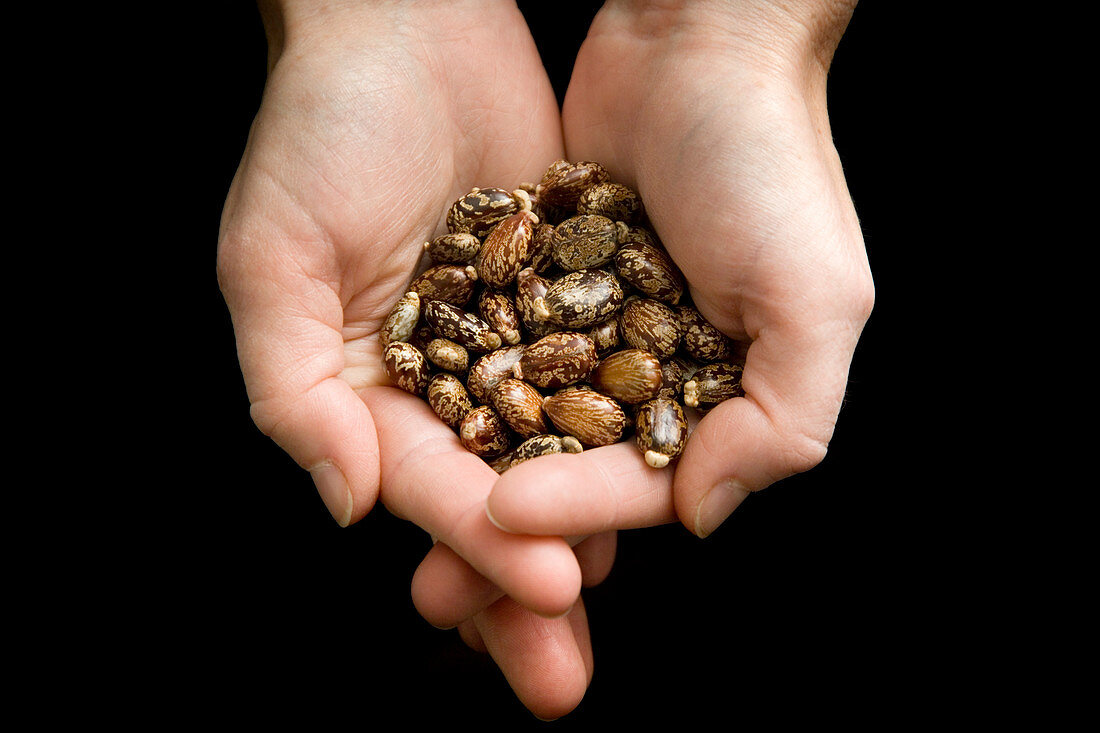 Castor-oil plant seeds,hands holding