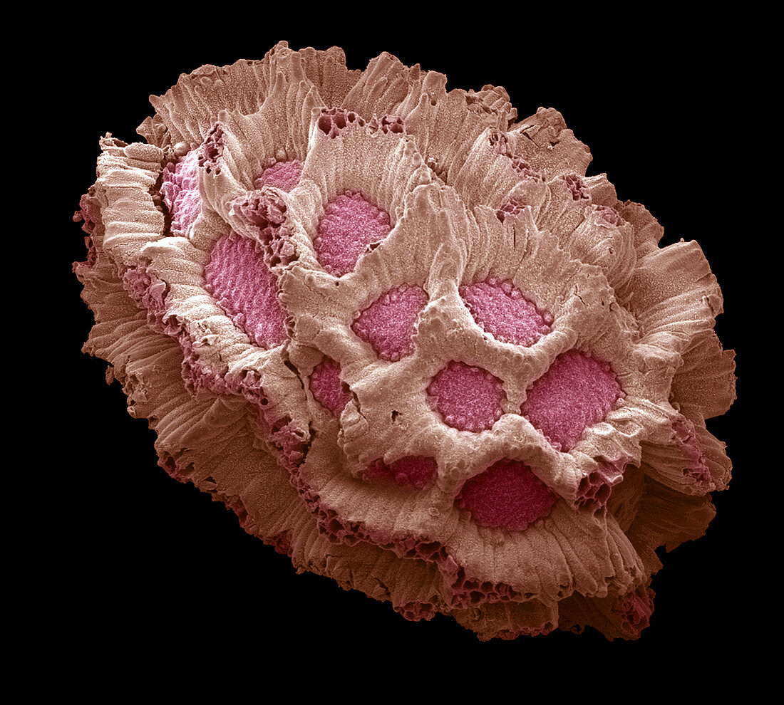 Wildflower seed,SEM