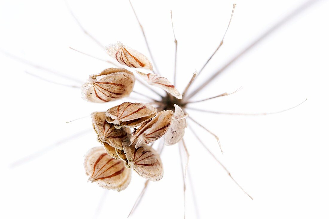 Cow parsley seeds