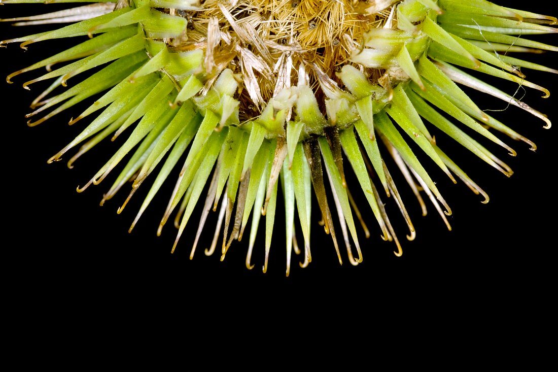 Greater burdock burr (Arctium lappa)