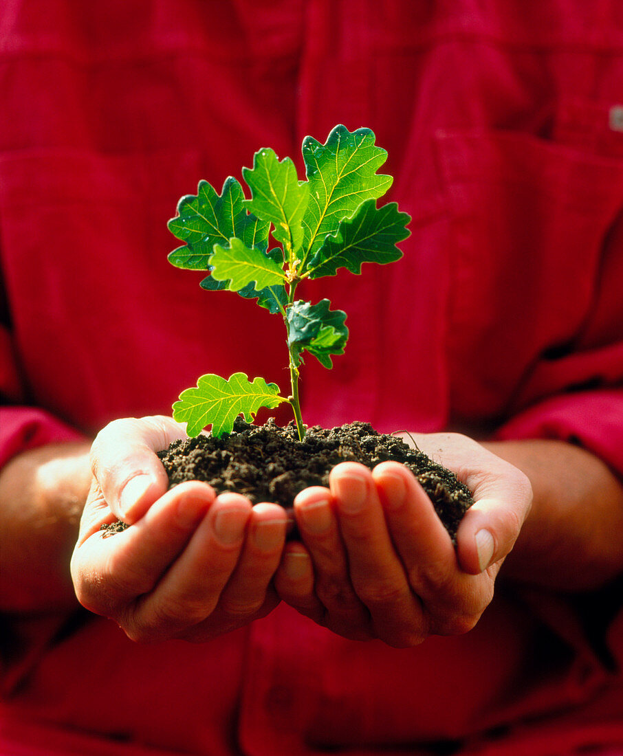 Cupped hands holding an oak seedling
