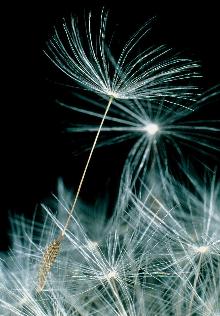 Seeds lifting off a dandelion