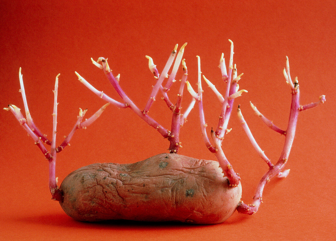 Sprouting potato,Solanum tuberosum