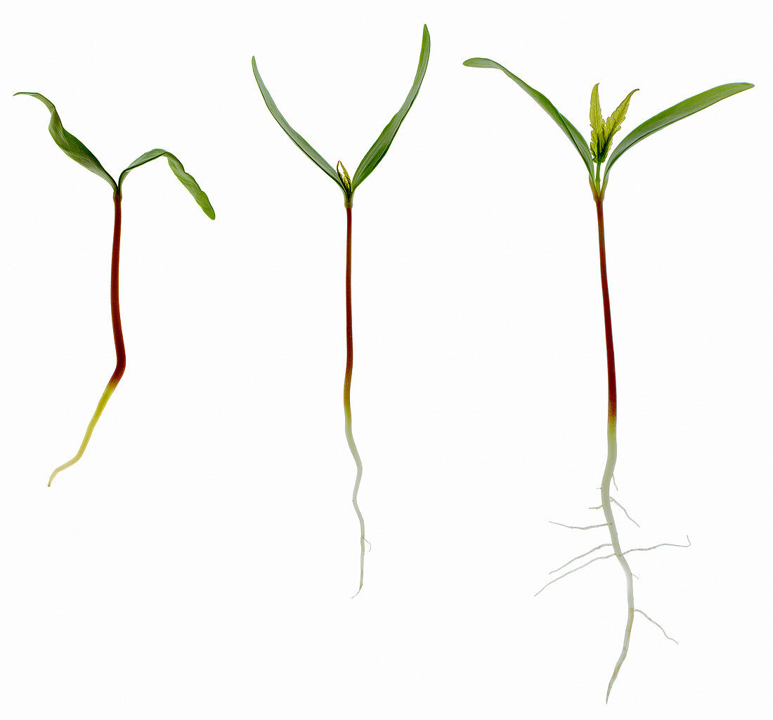Sycamore seedlings