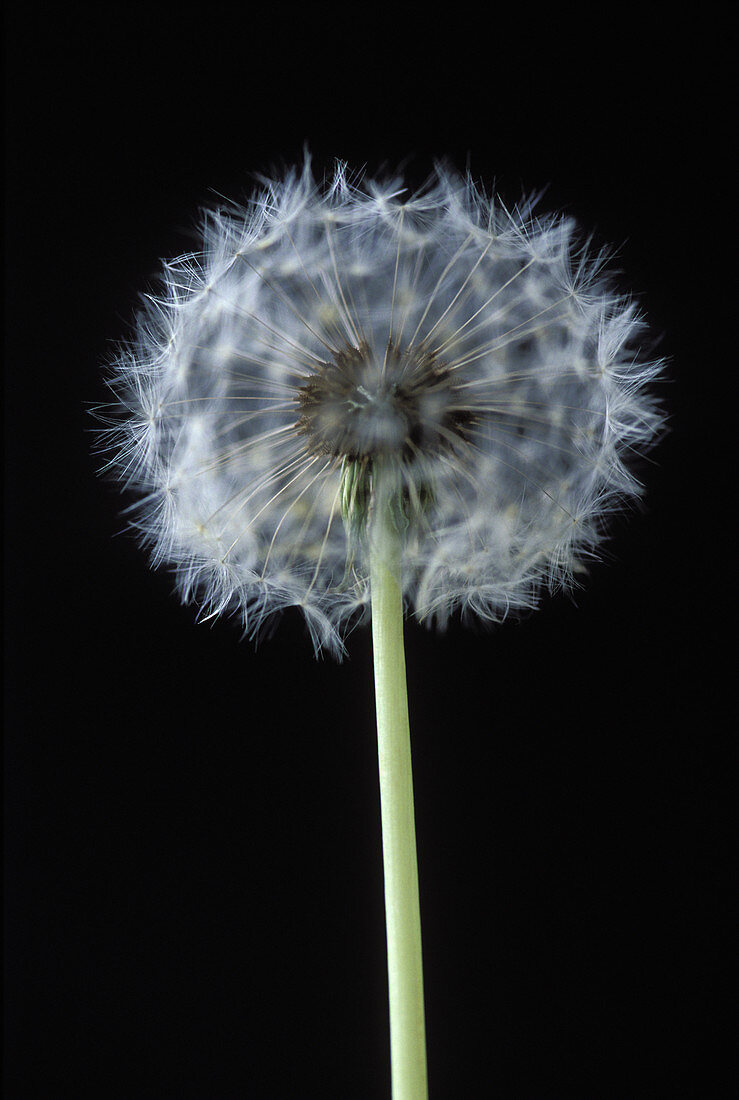 Dandelion seed-head