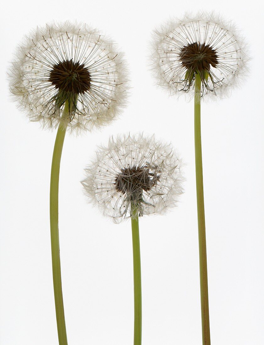 Dandelion seed-heads