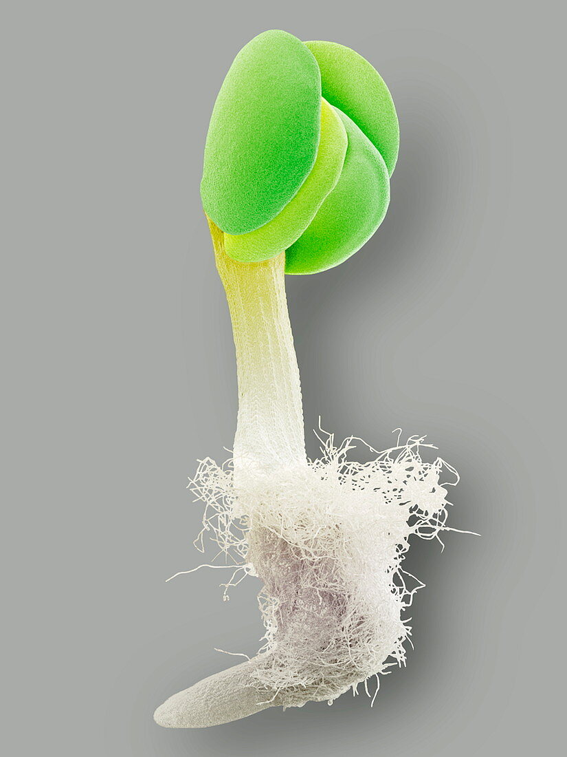 Germinated seed,SEM