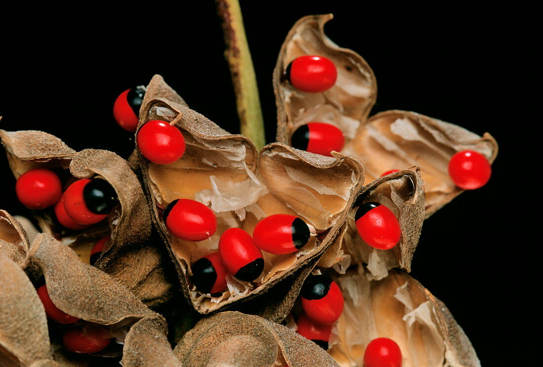 Rosary pea seed pods