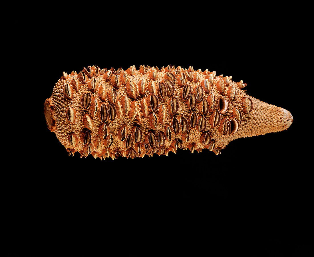 Banksia seed cone