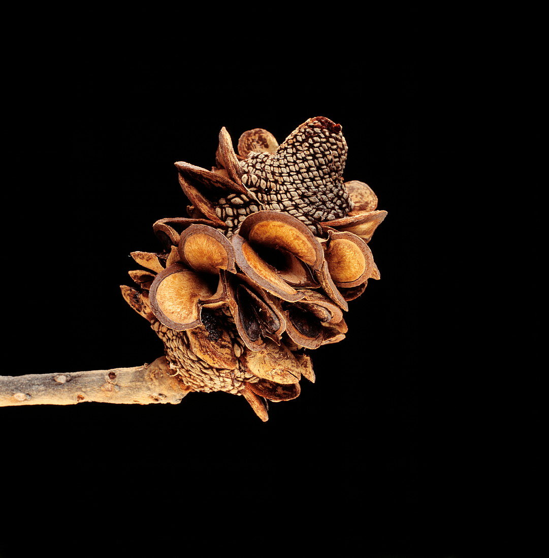 Banksia seed cone