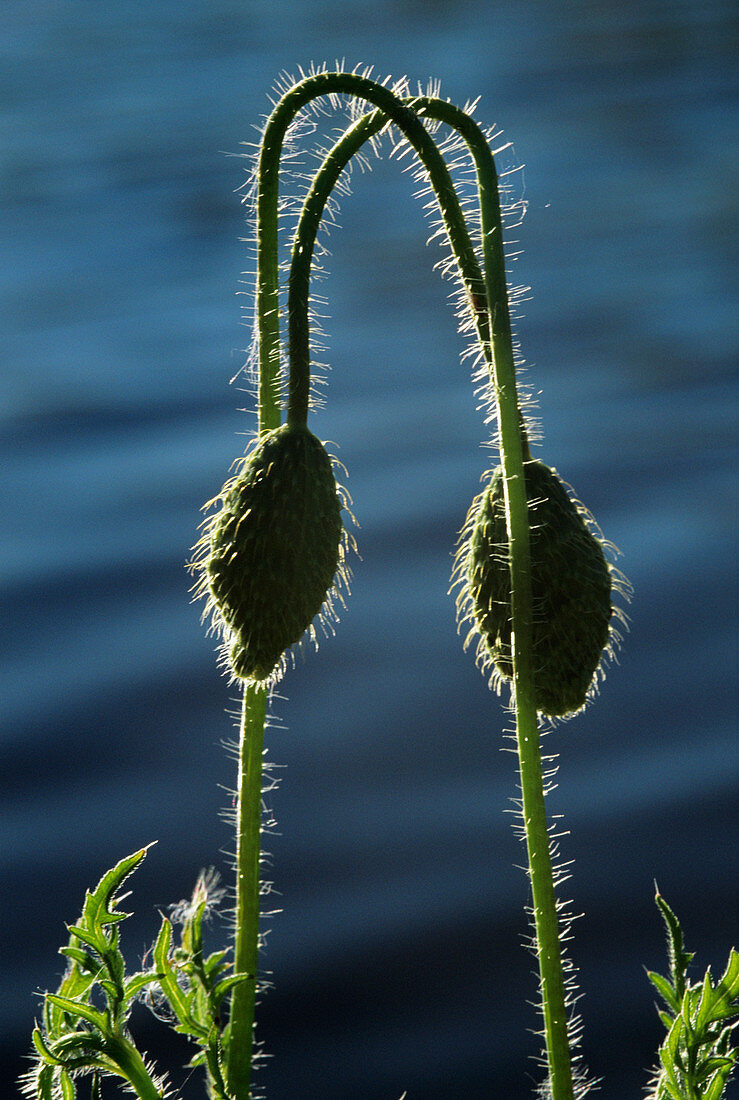 Poppy seed heads