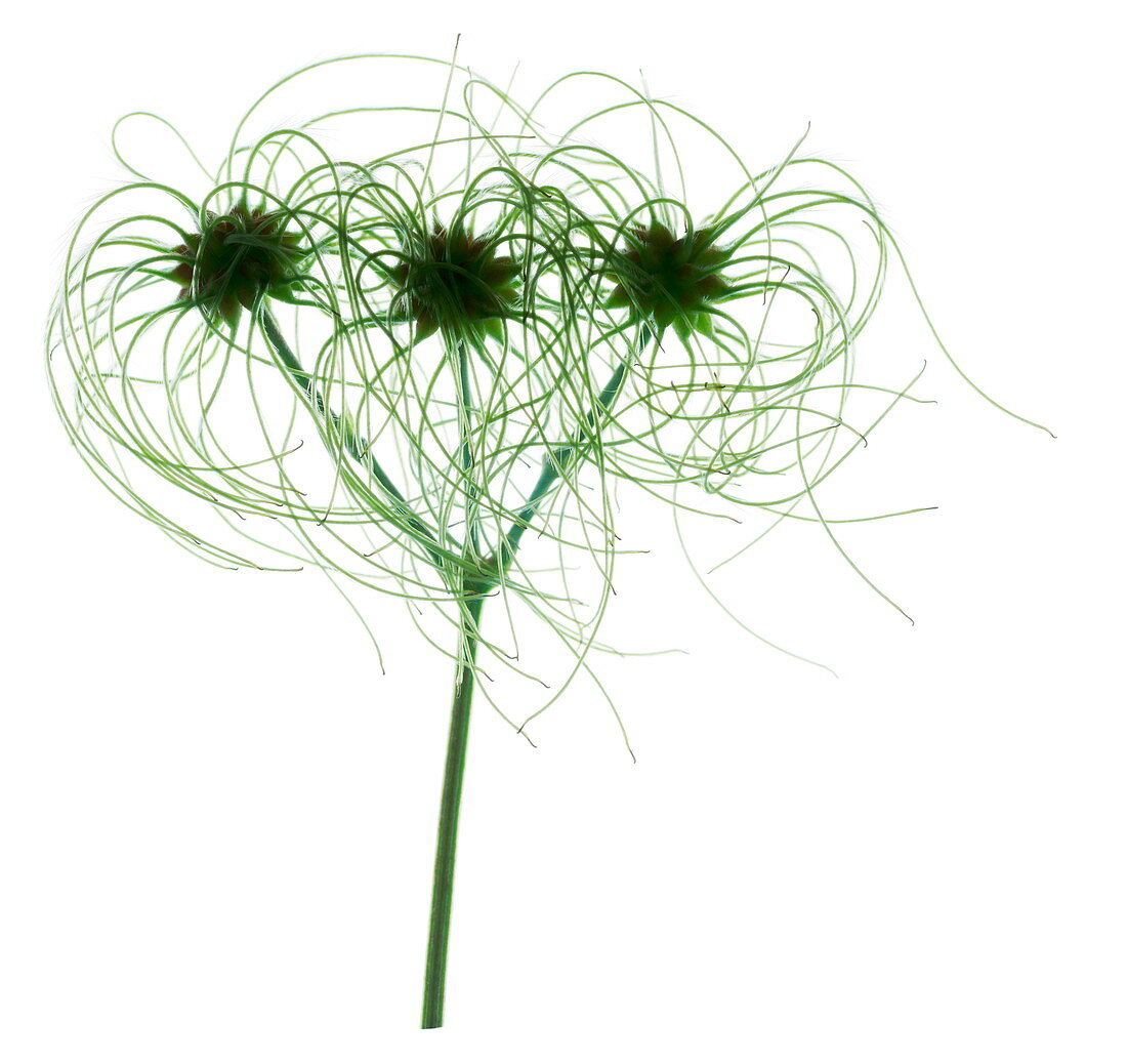 Clematis seed heads (Clematis vitalba)